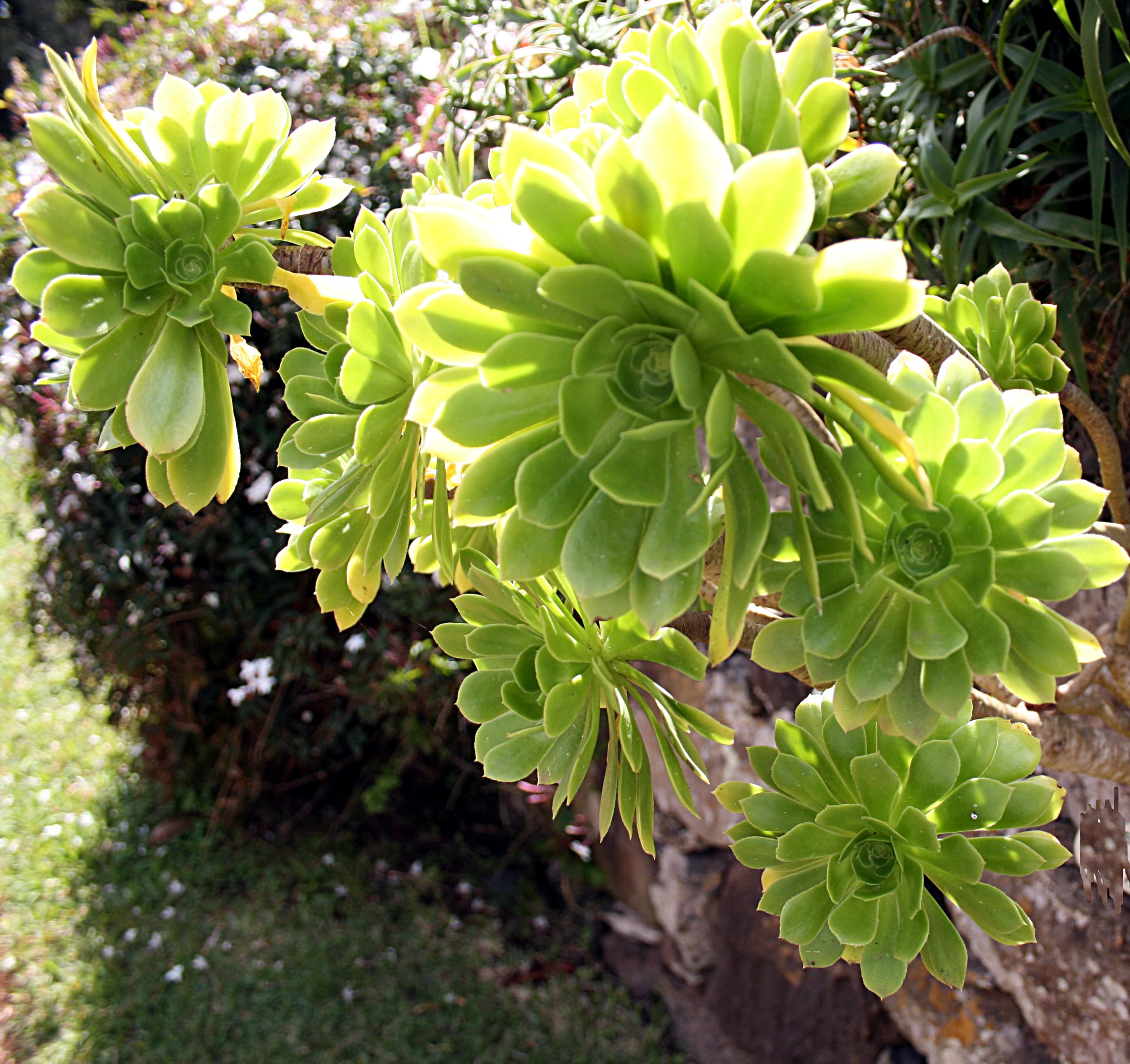 Aeonium arboreum