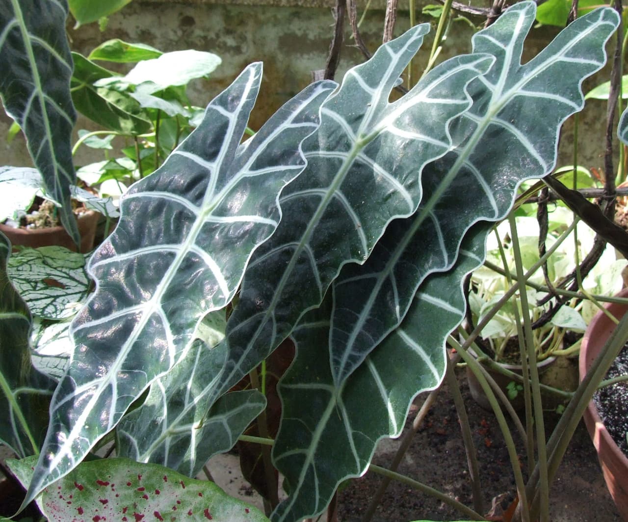 Alocasia × amazonica