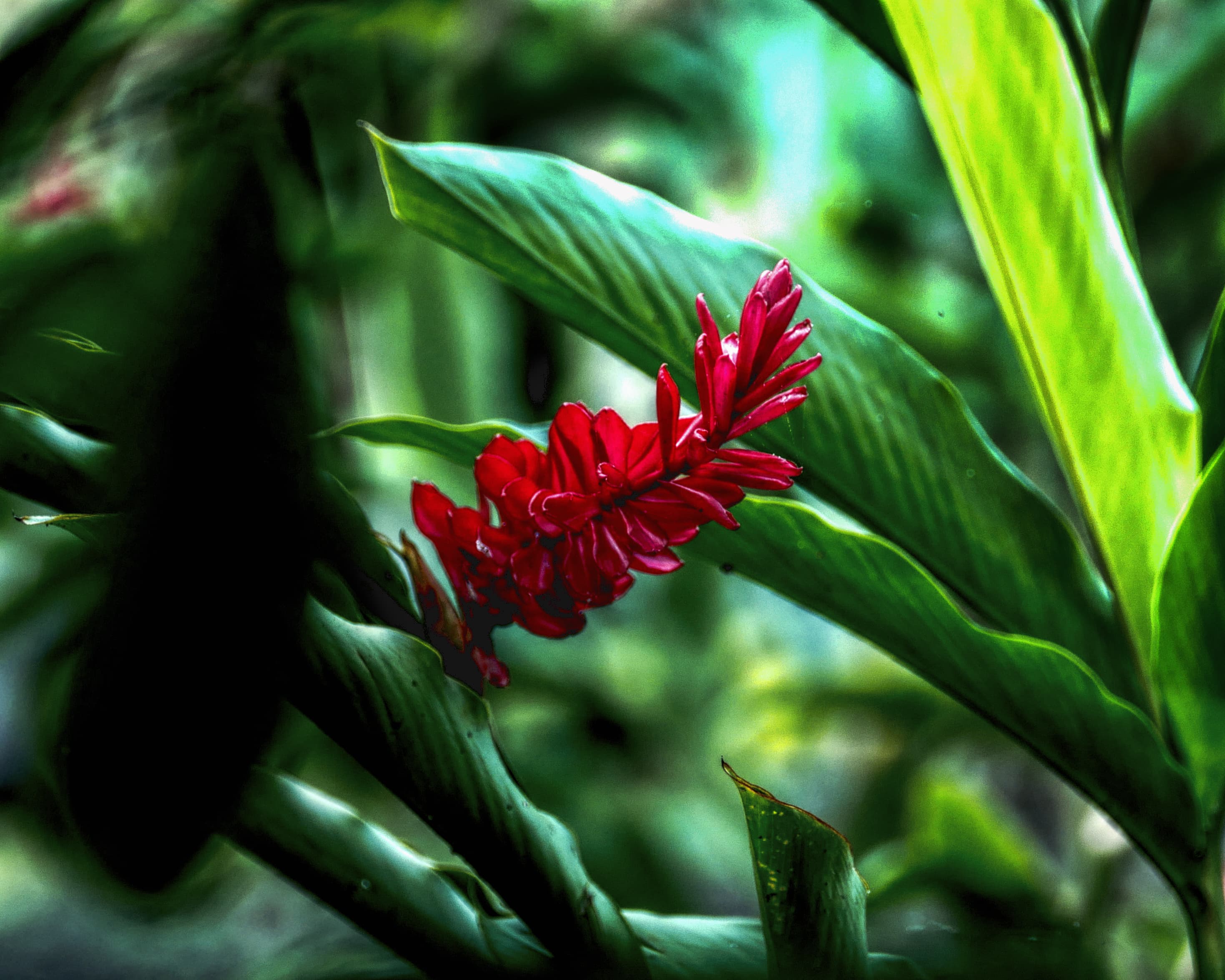 Alpinia purpurata