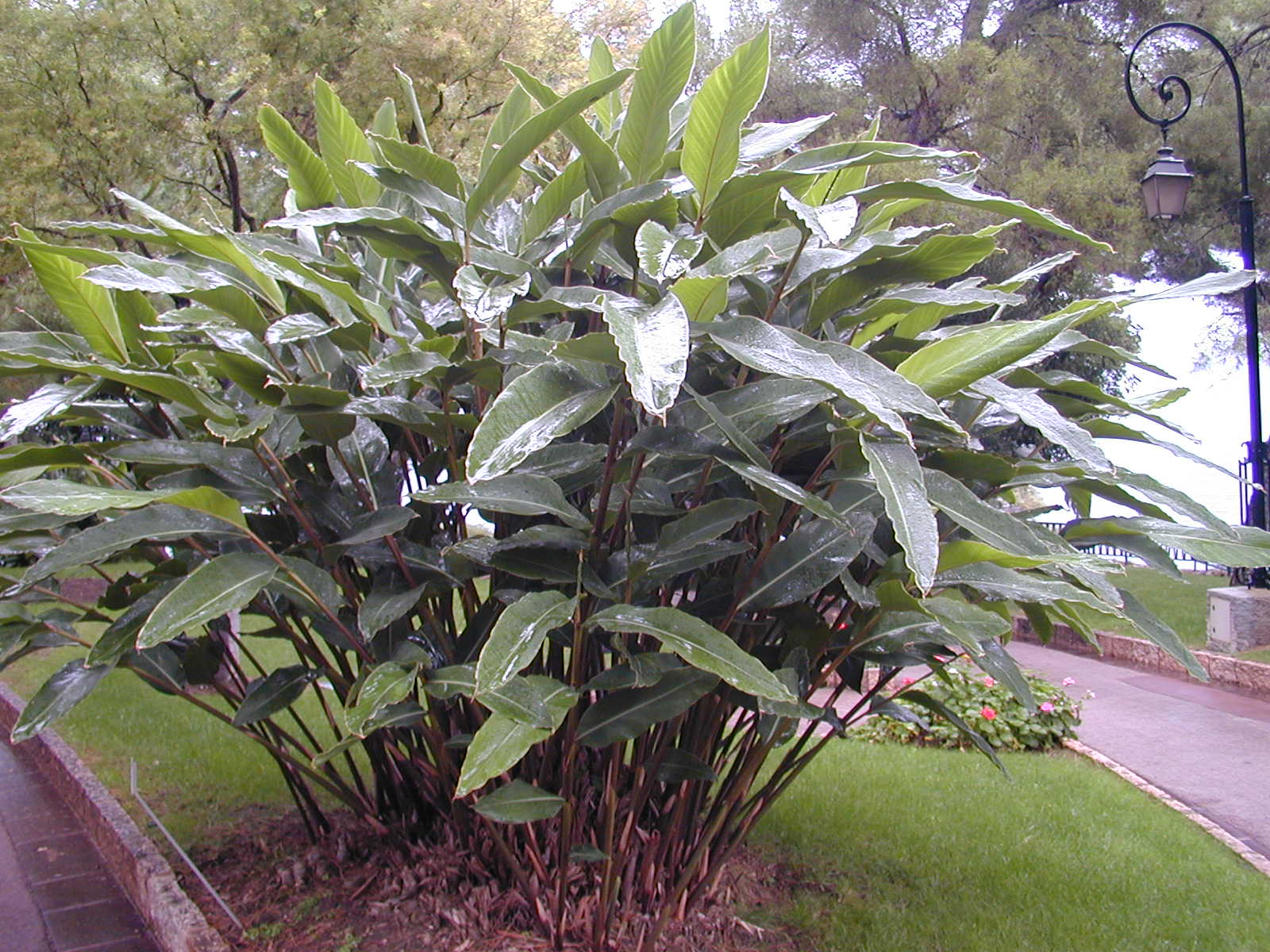 Alpinia zerumbet
