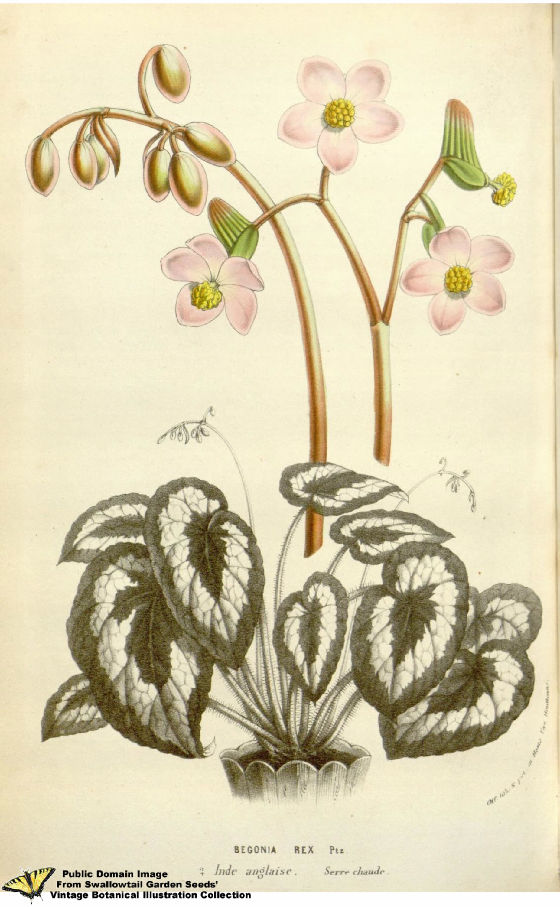 Begonia rex