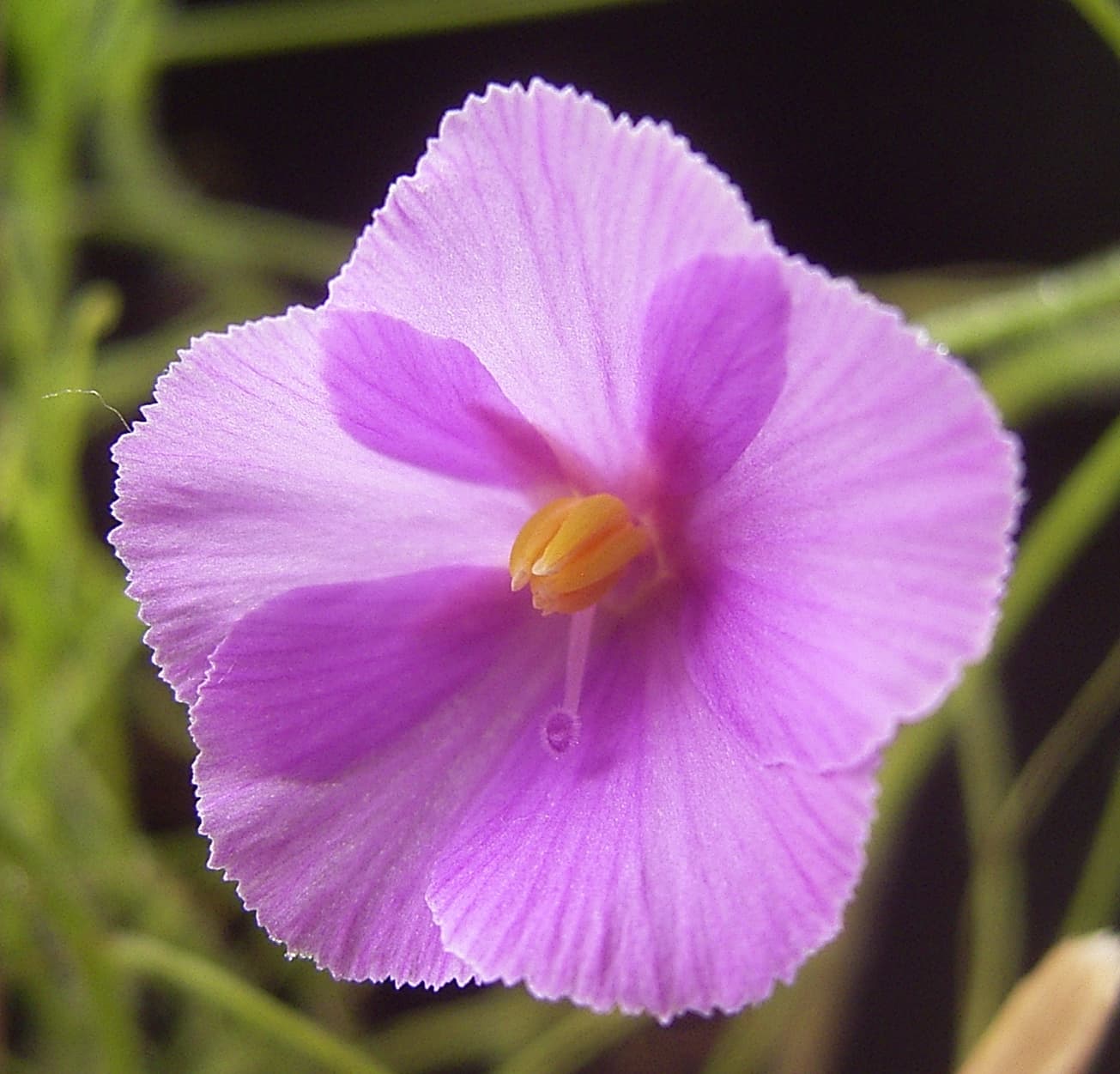 Byblis filifolia