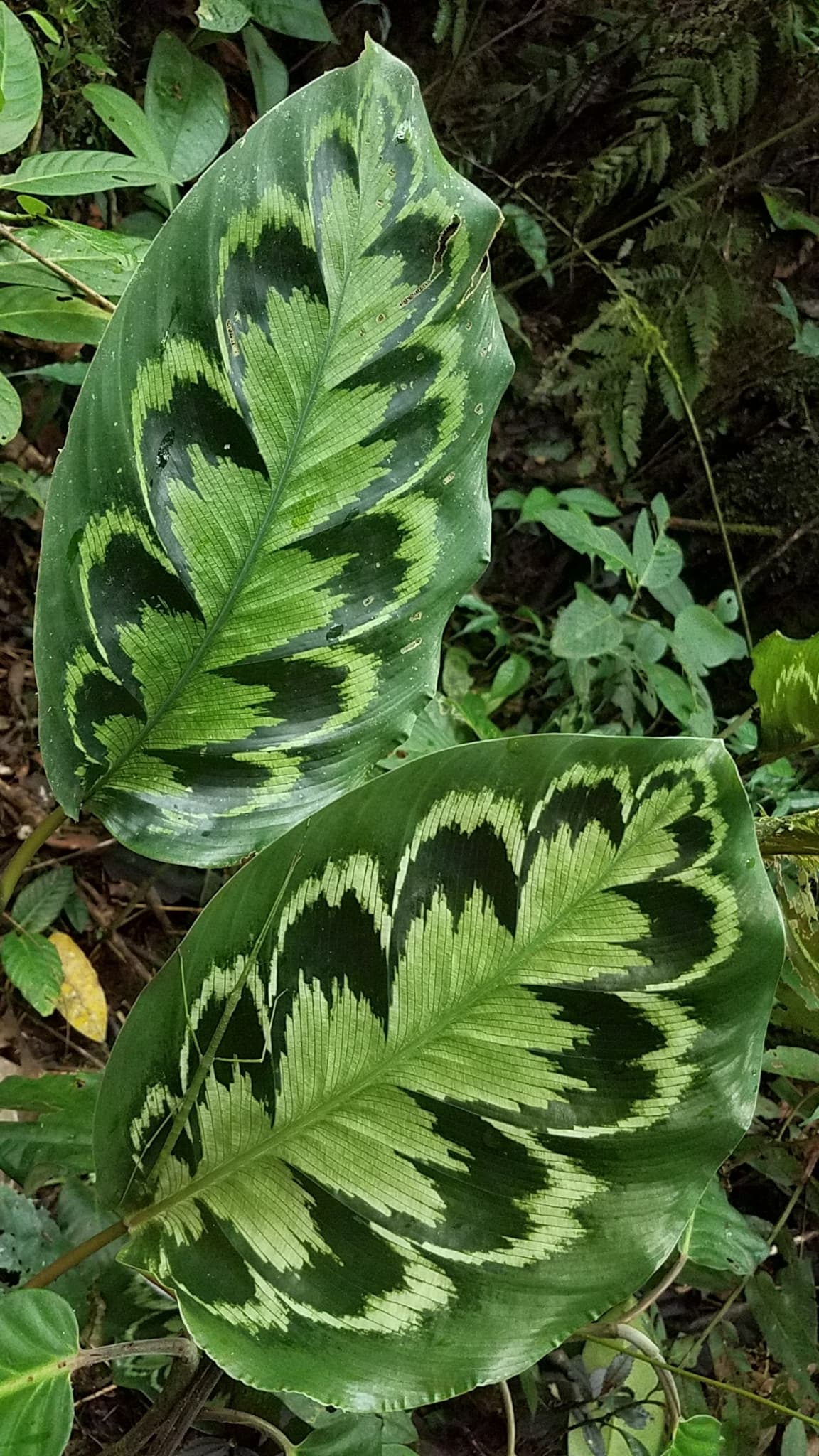 Calathea veitchiana