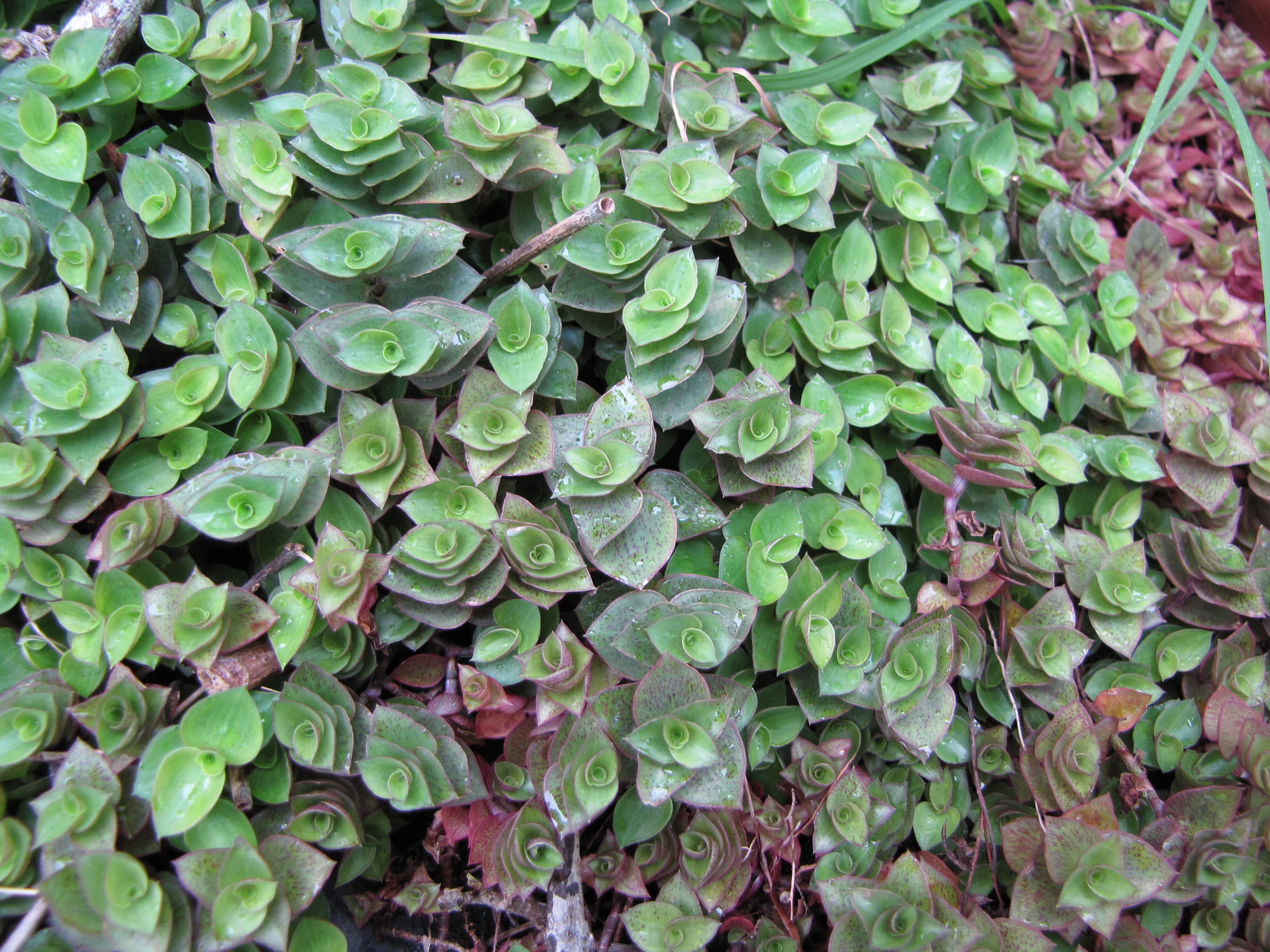 Callisia repens