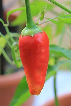 Capsicum annuum