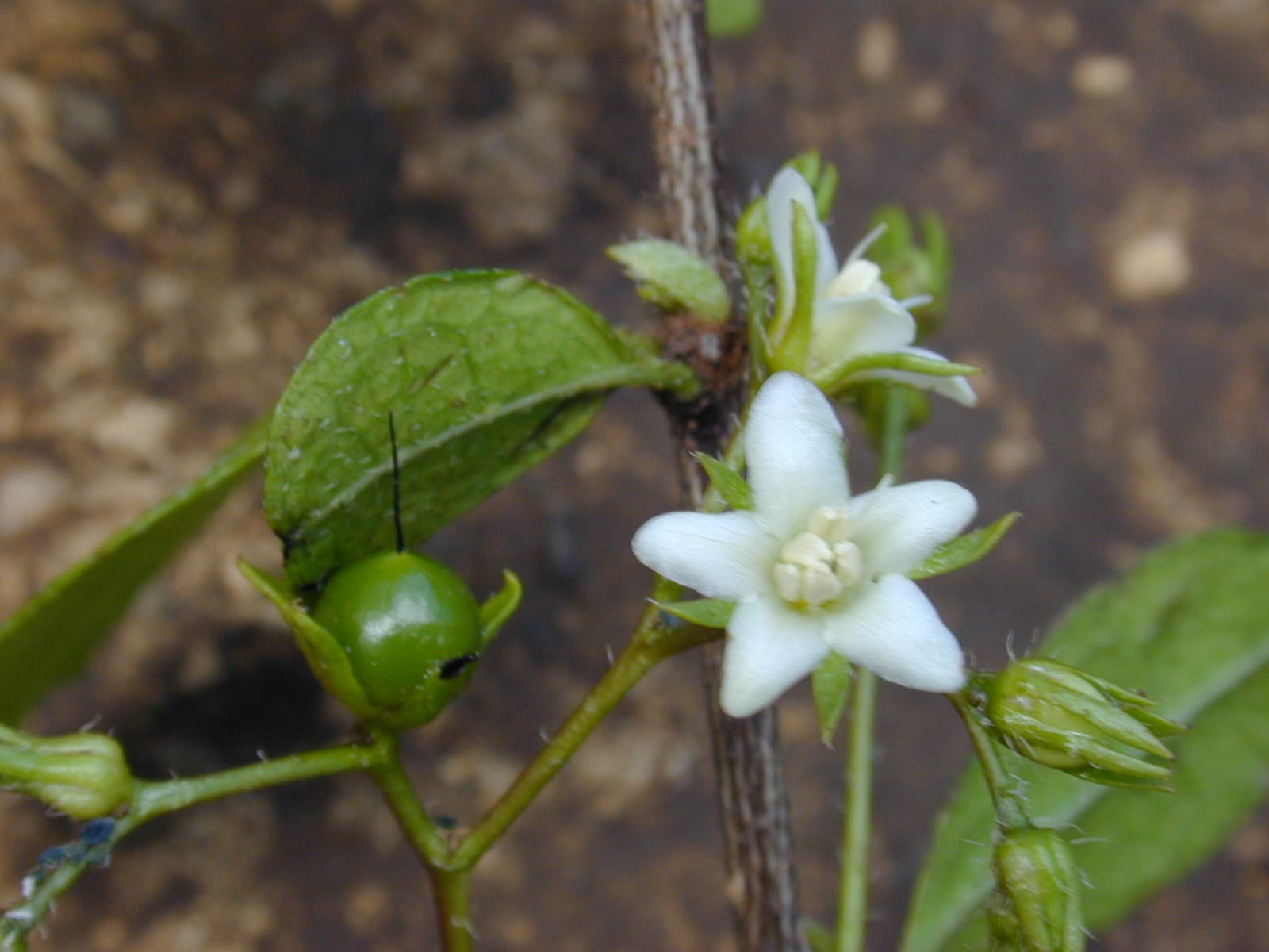 Carmona microphylla