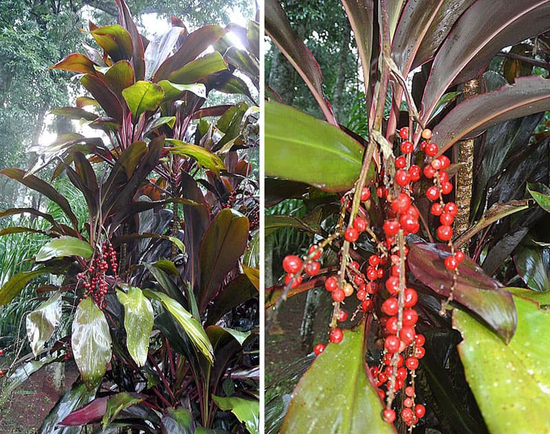 Cordyline fruticosa