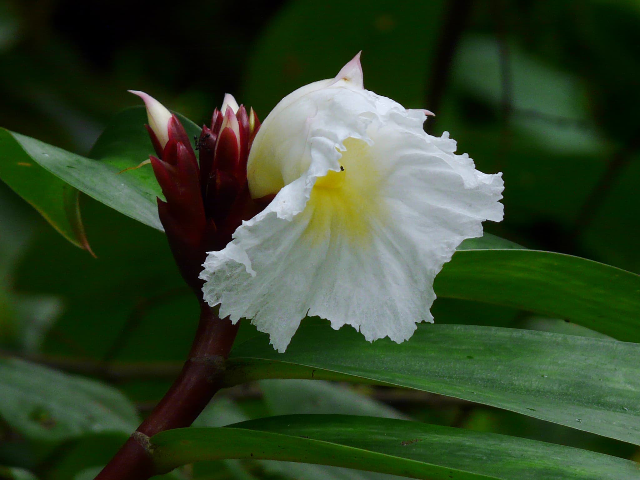 Costus speciosus