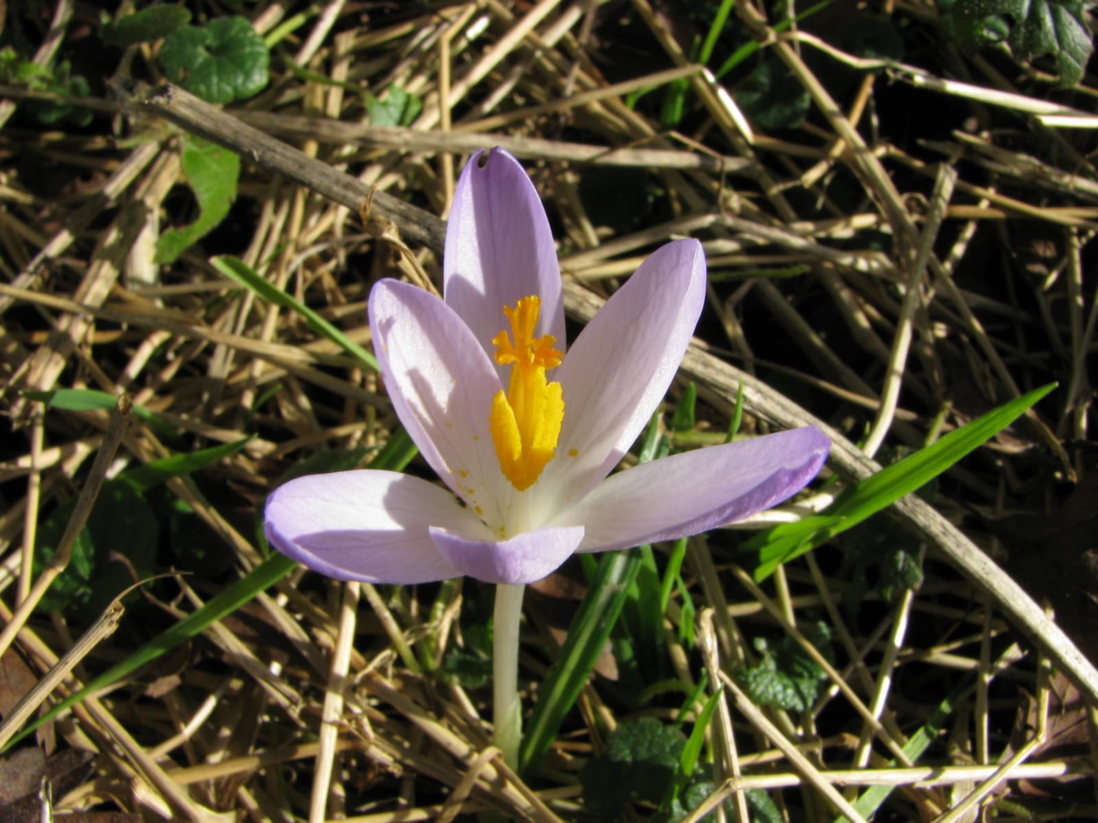 Crocus tommasinianus