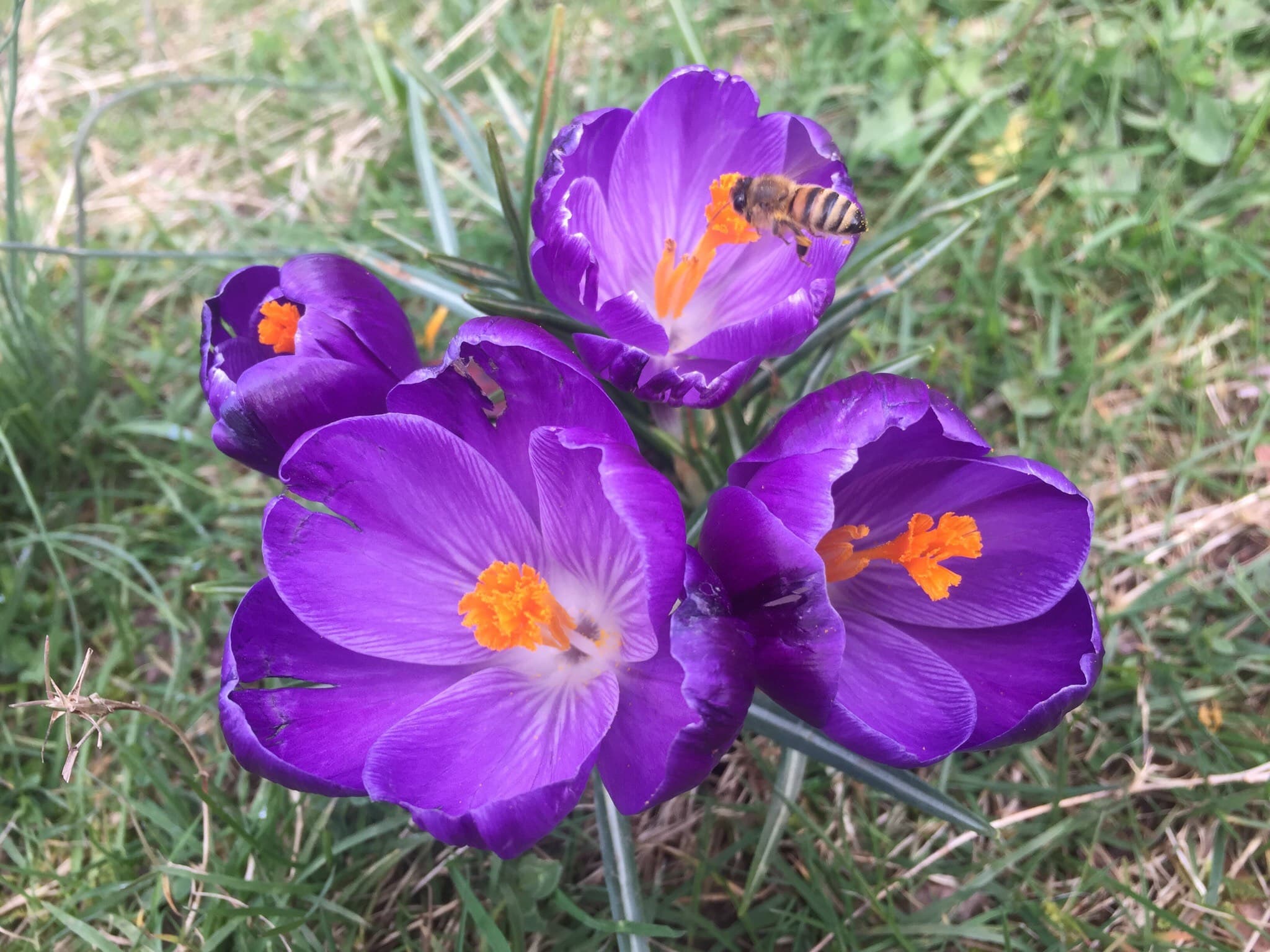 Crocus vernus