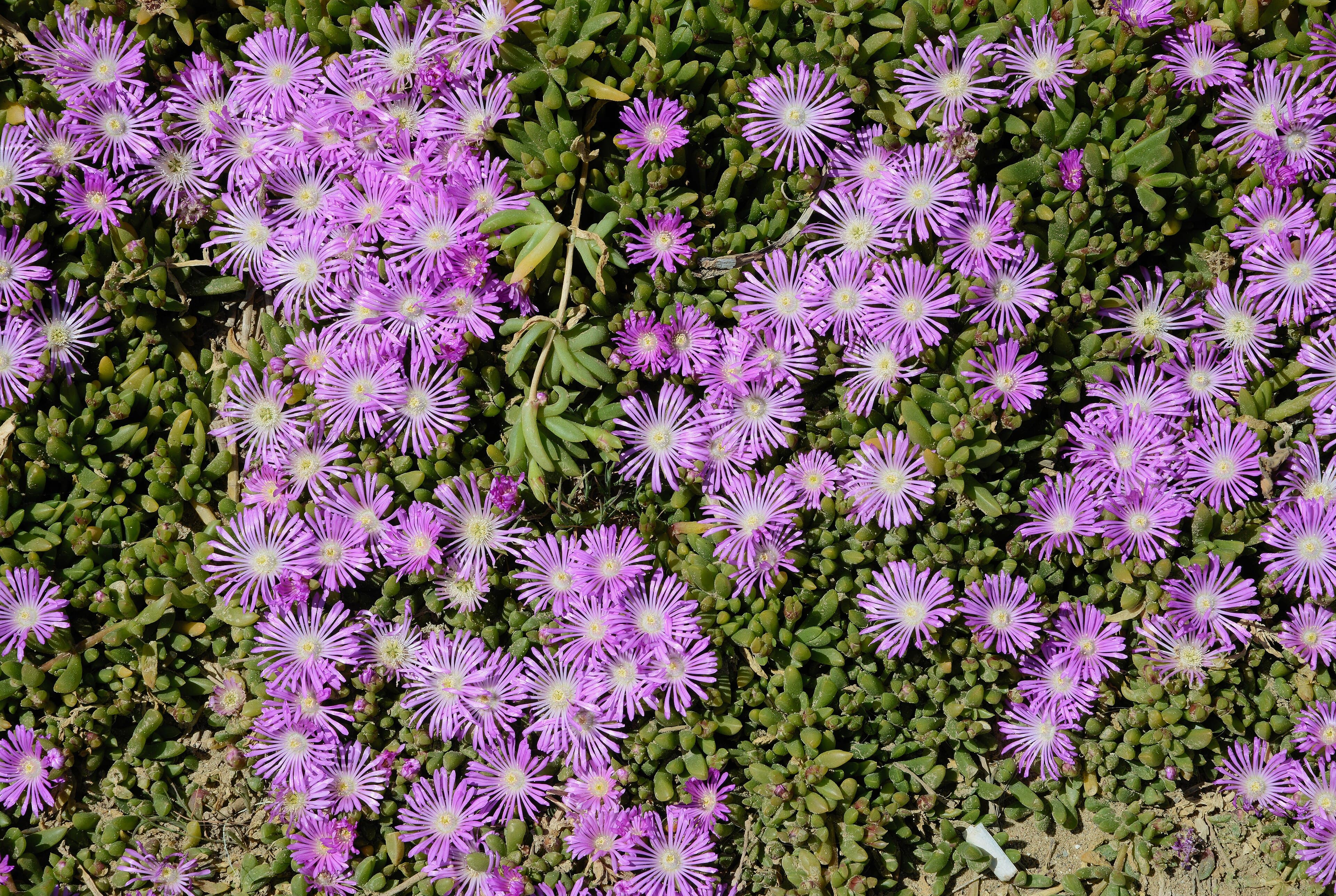 Delosperma cooperi