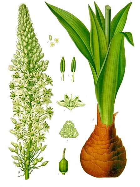 Drimia maritima