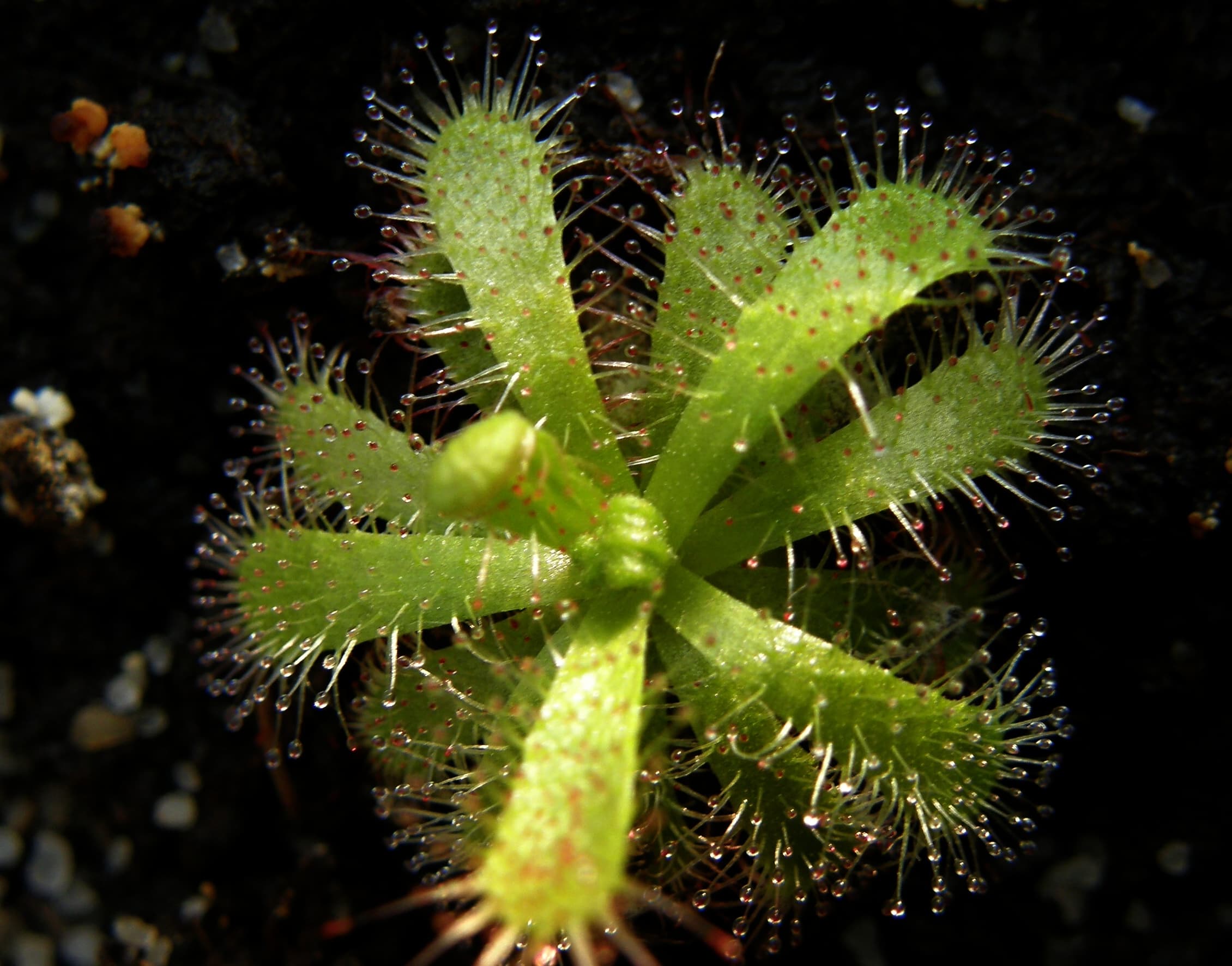 Drosera afra