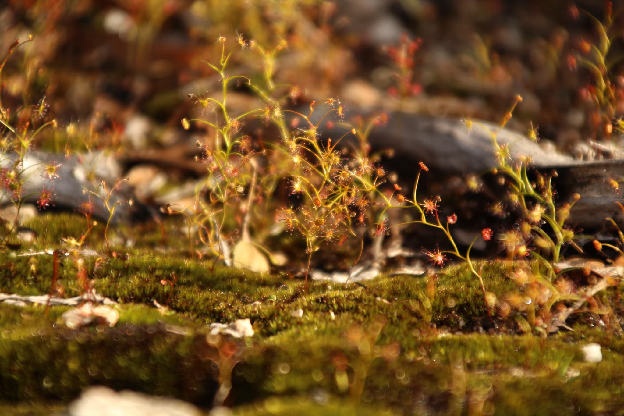 Drosera erythrogyne