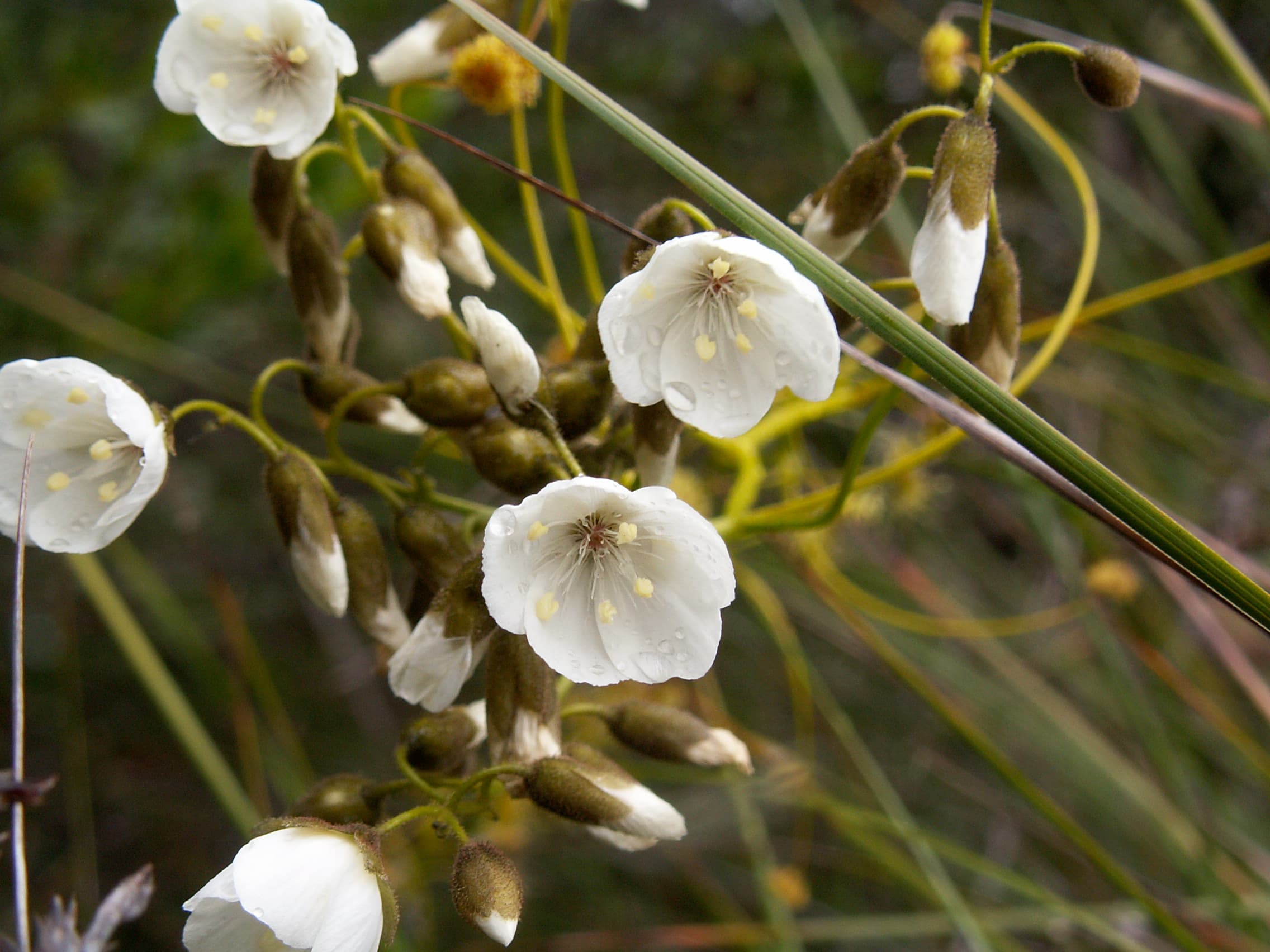 Drosera pallida