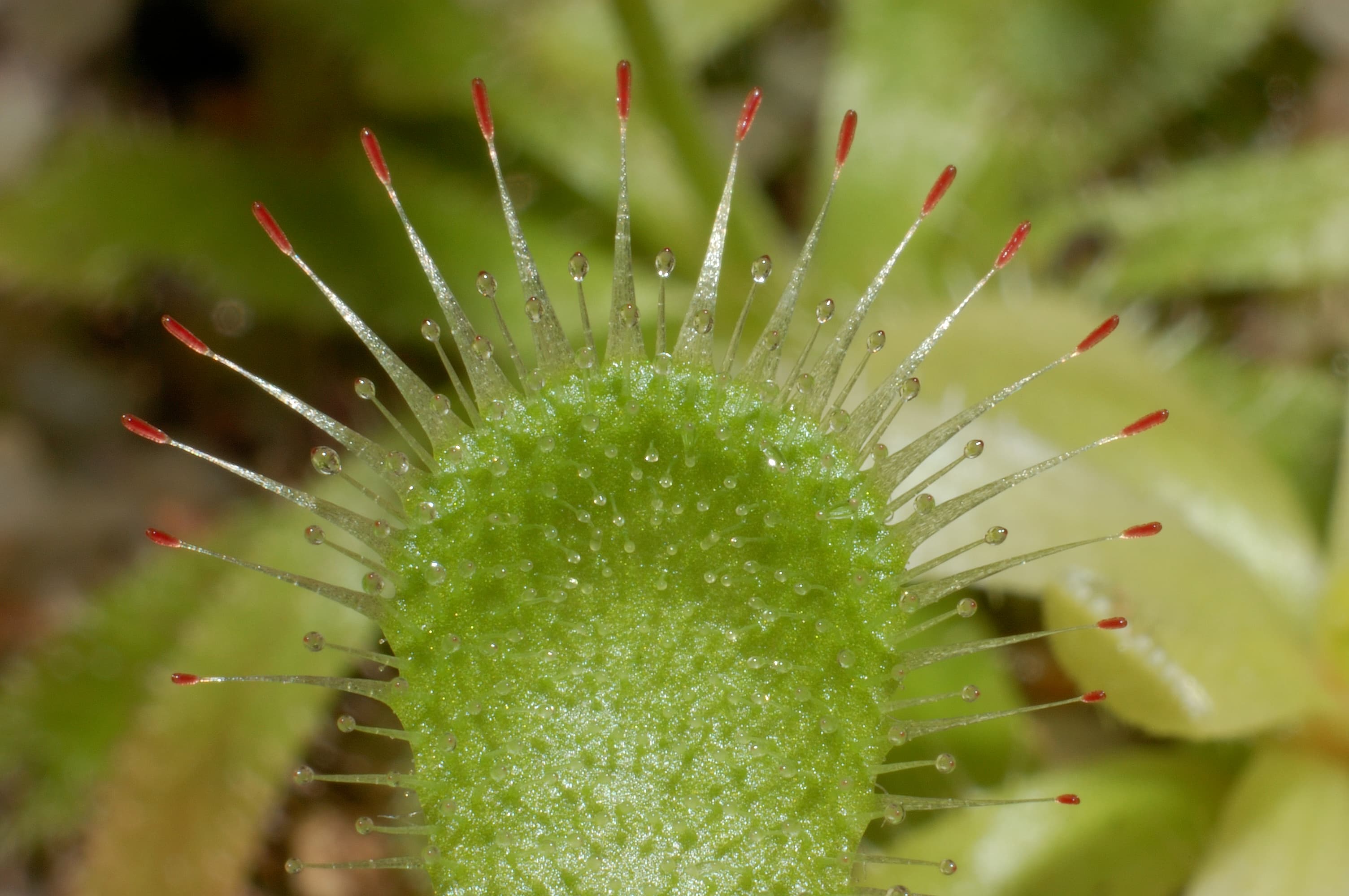 Drosera pauciflora