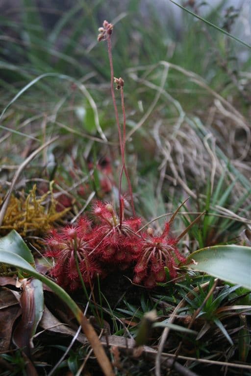 Drosera roraimae