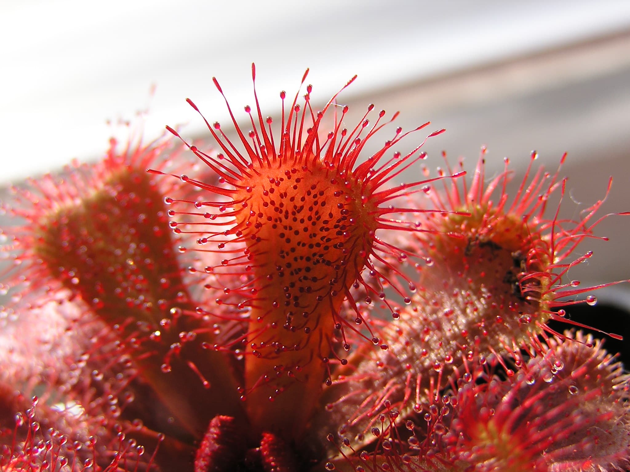 Drosera slackii