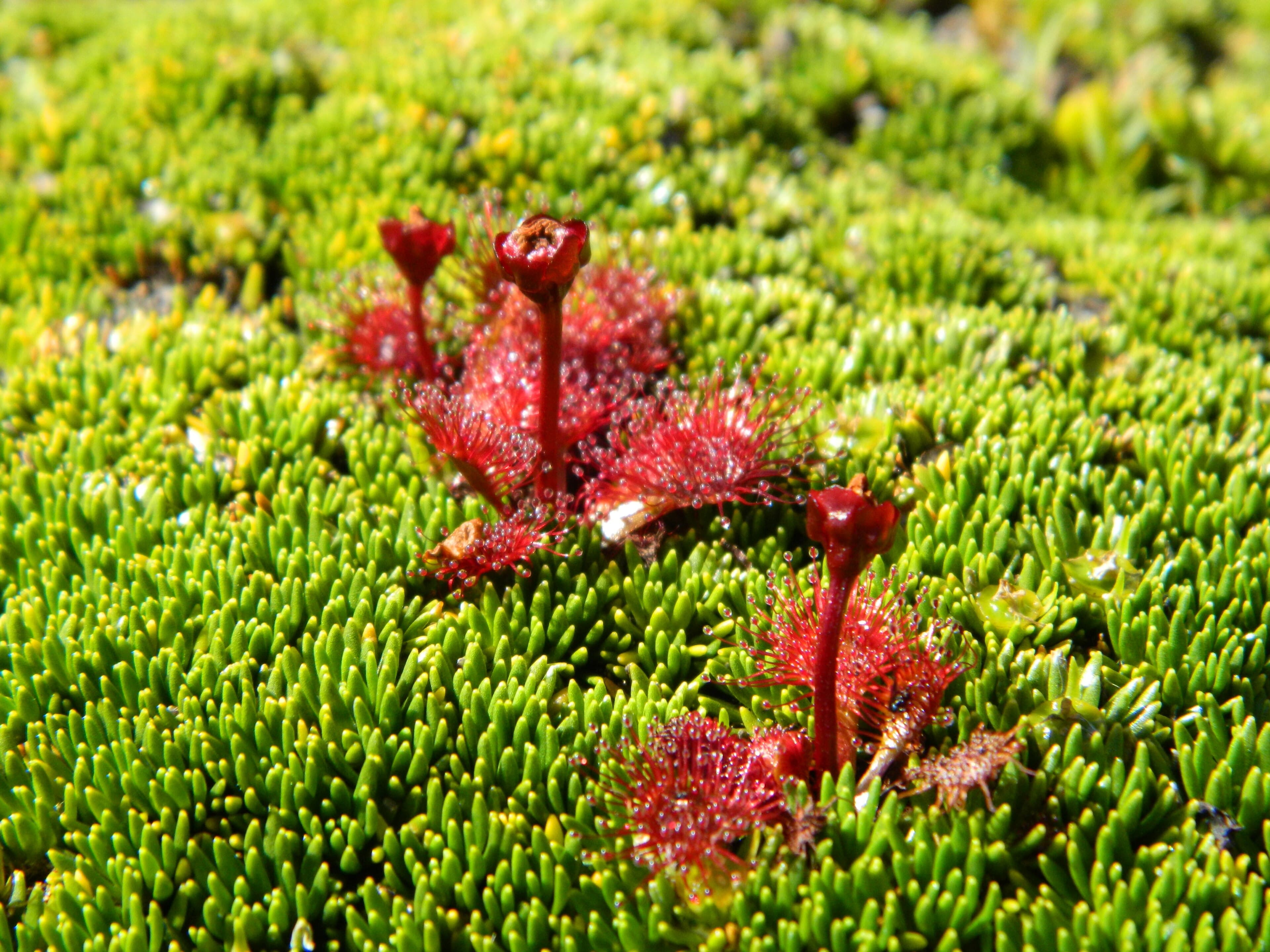 Drosera uniflora