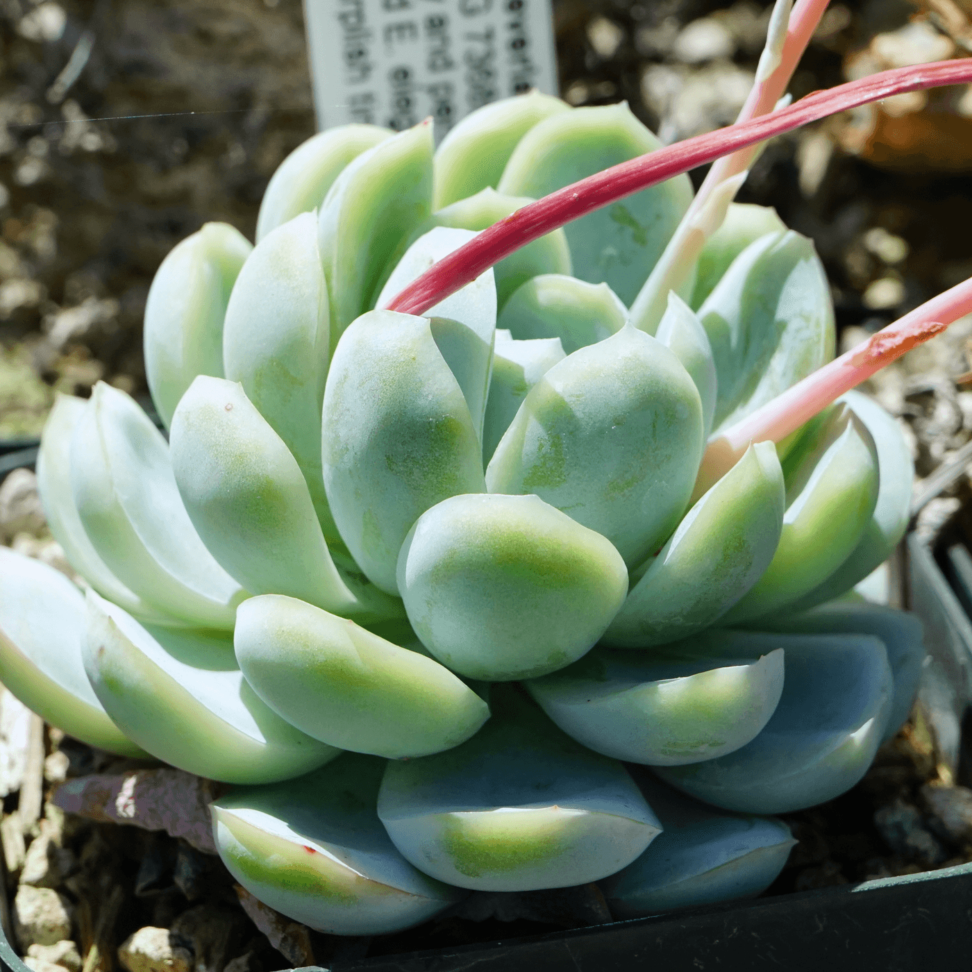 Echeveria elegans