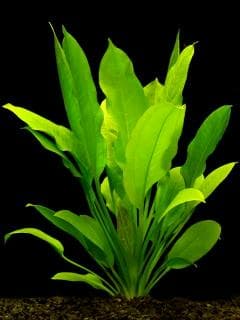 Echinodorus grisebachii