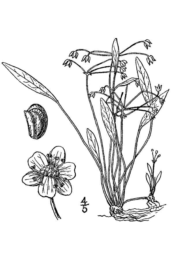 Echinodorus tenellus