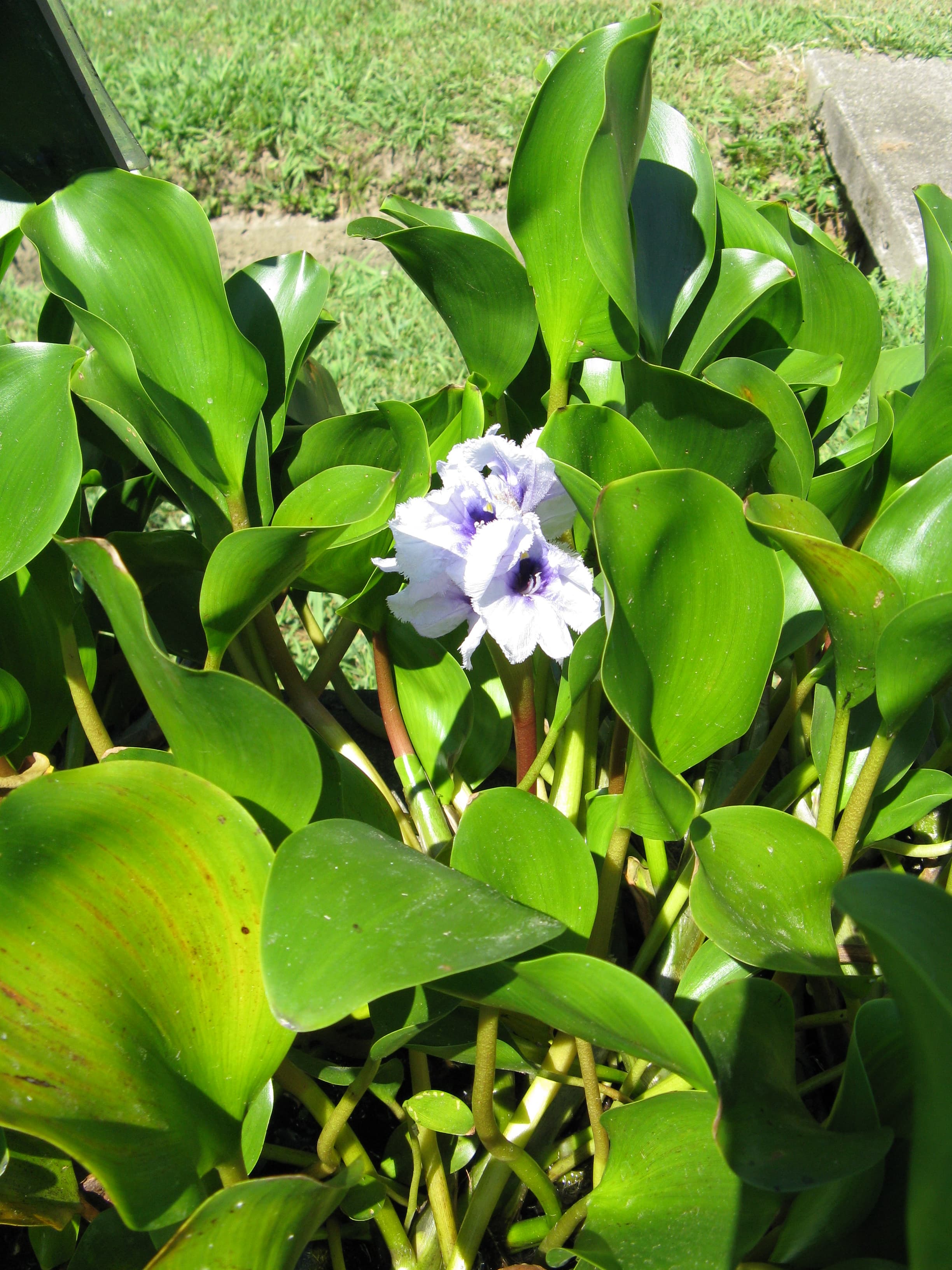 Eichhornia azurea