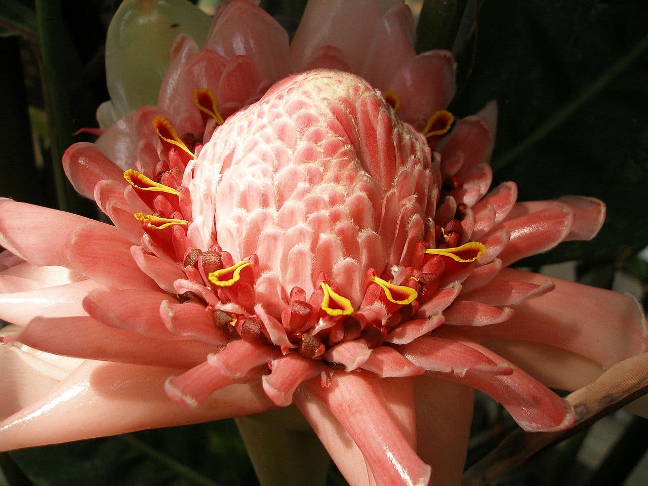 Etlingera elatior