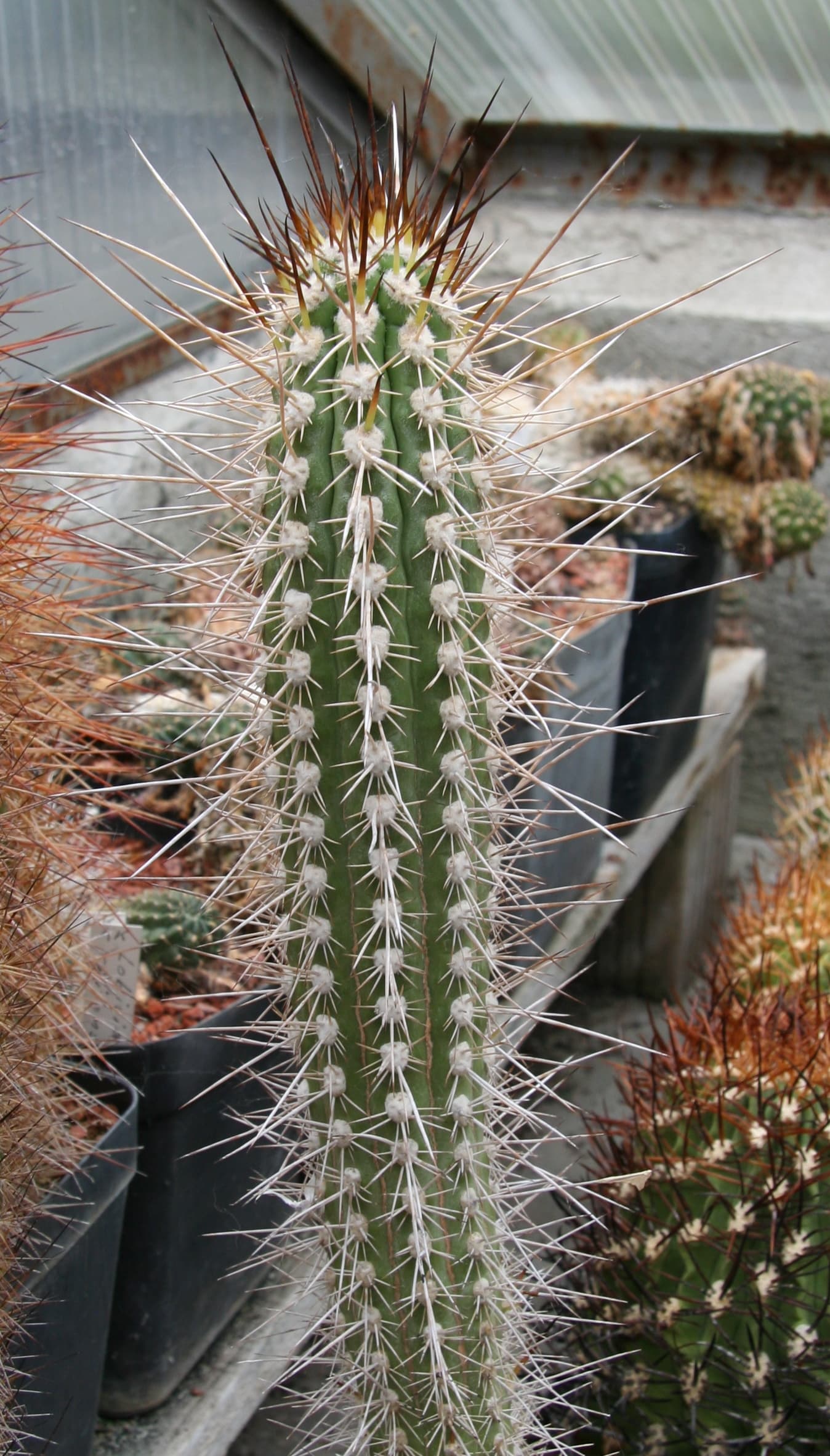 Eulychnia acida
