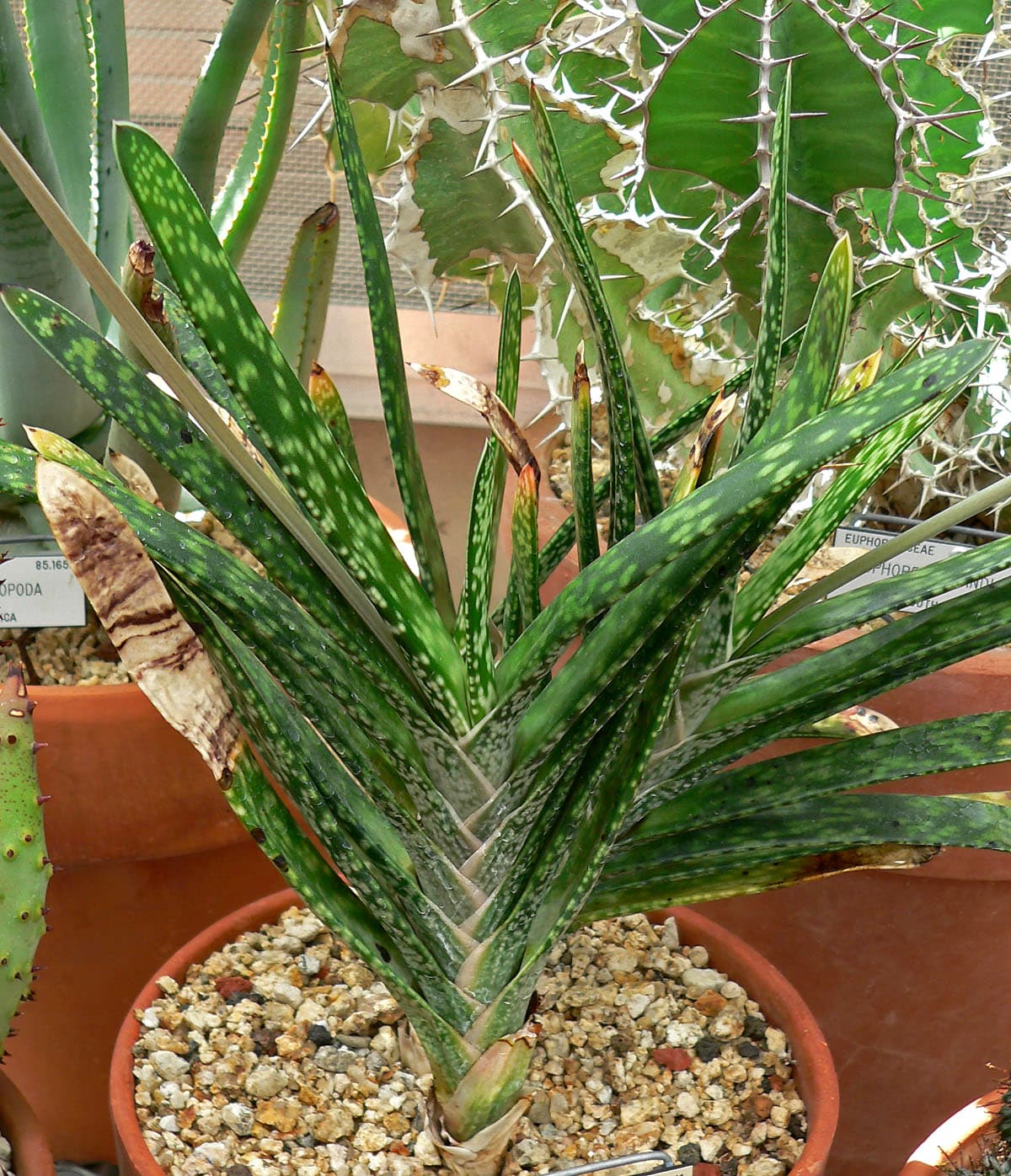 Gasteria bicolor
