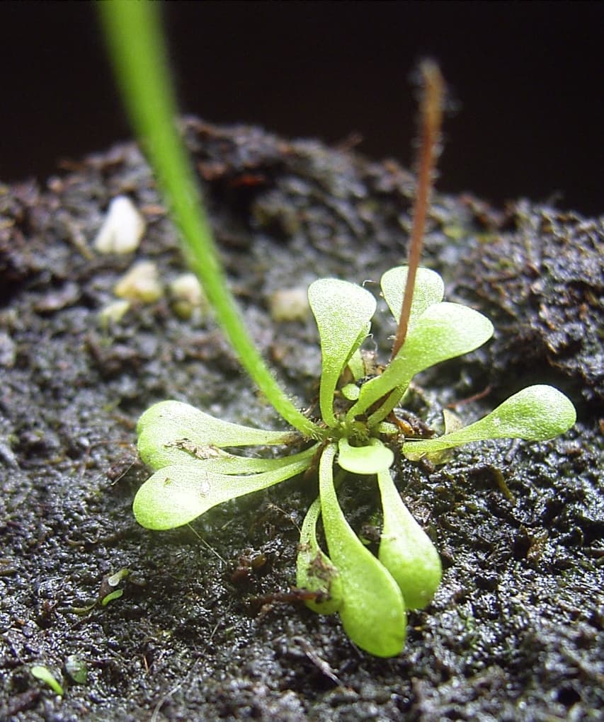 Genlisea lobata