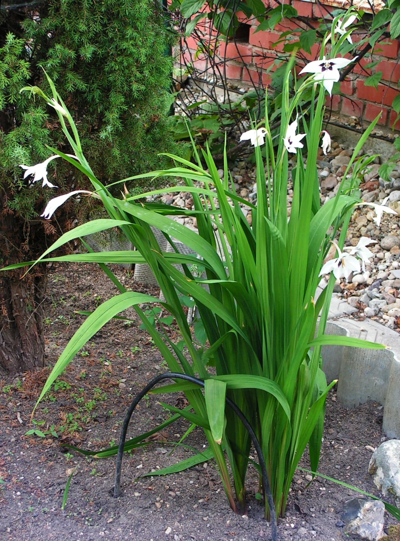 Gladiolus callianthus