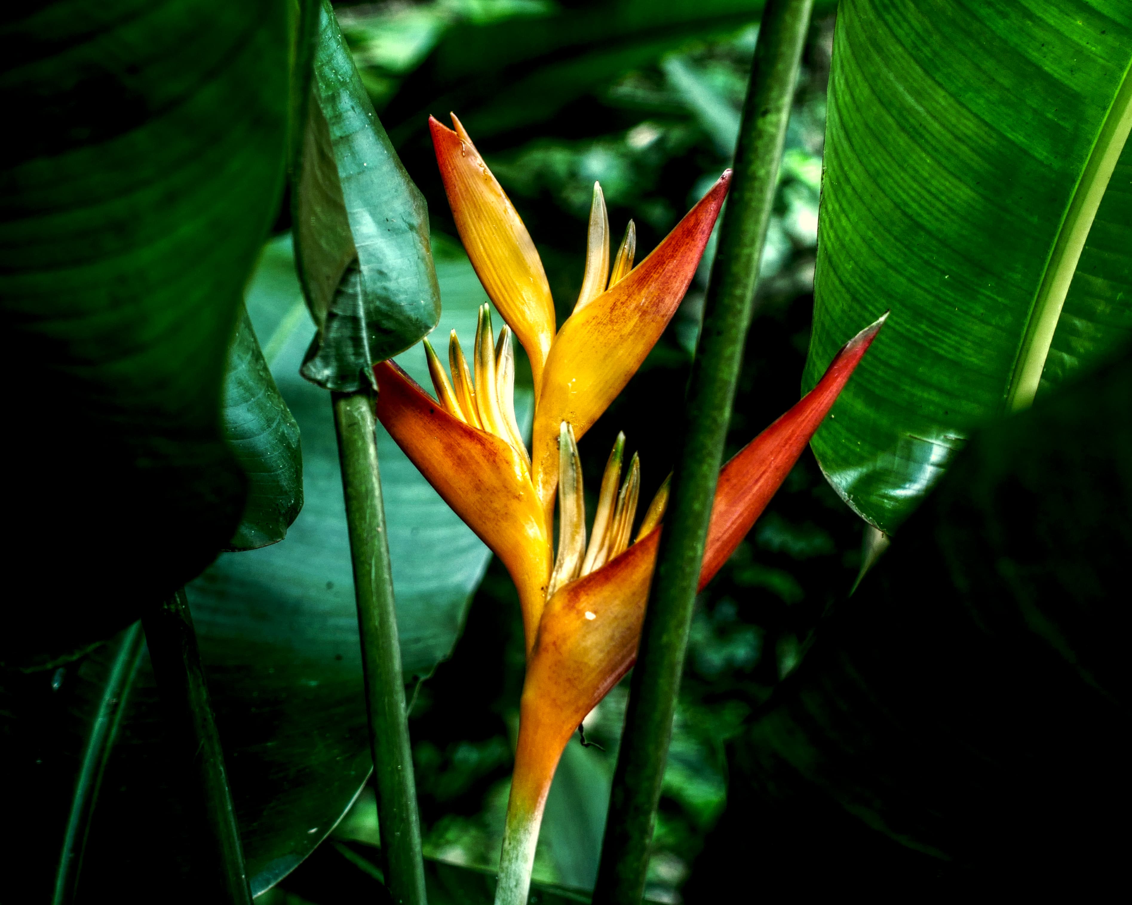Heliconia psittacorum