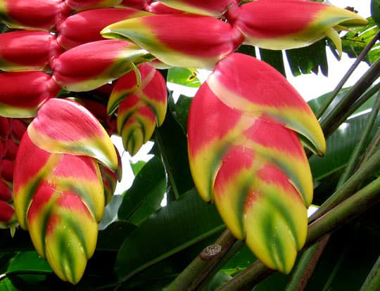 Heliconia rostrata