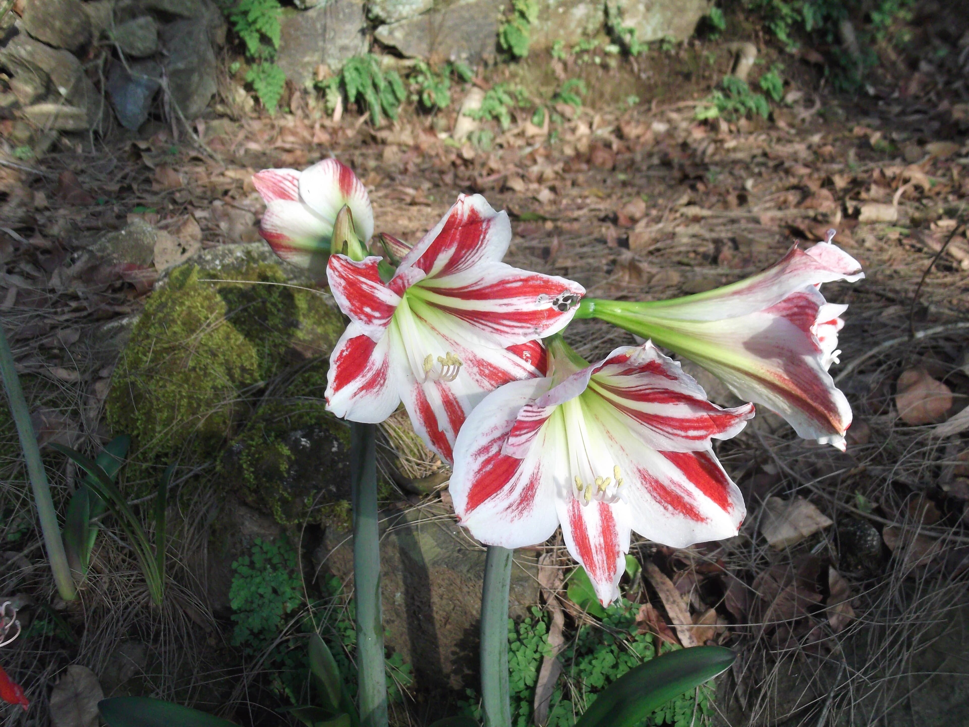 Hippeastrum vittatum