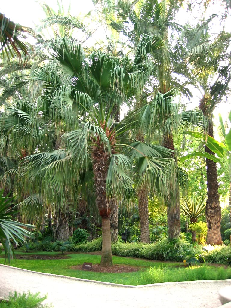 Livistona chinensis