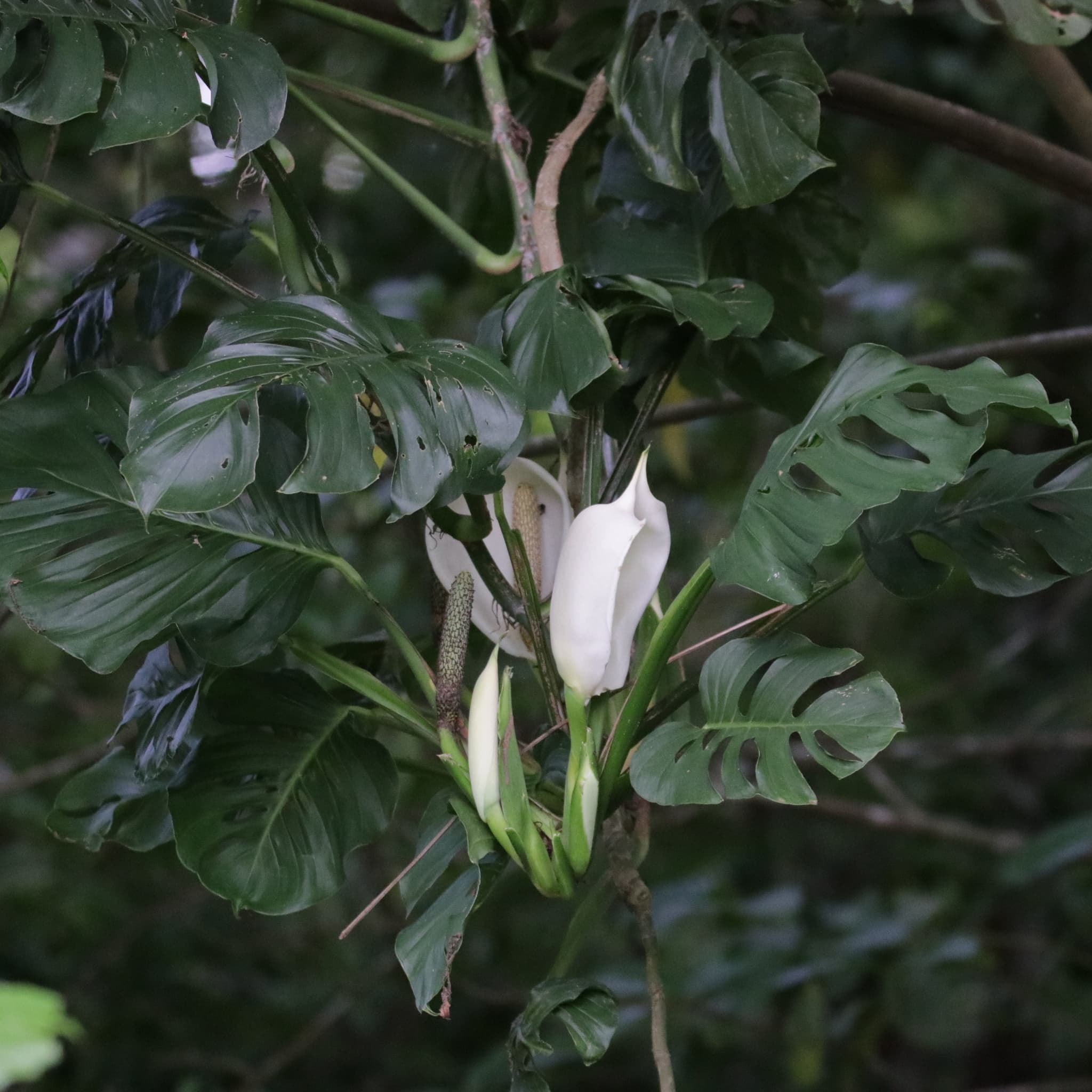 Monstera adansonii