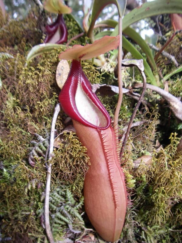 Nepenthes adrianii