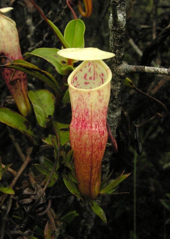 Nepenthes alba