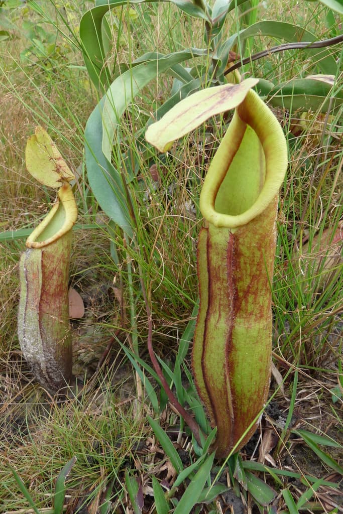 Nepenthes anamensis