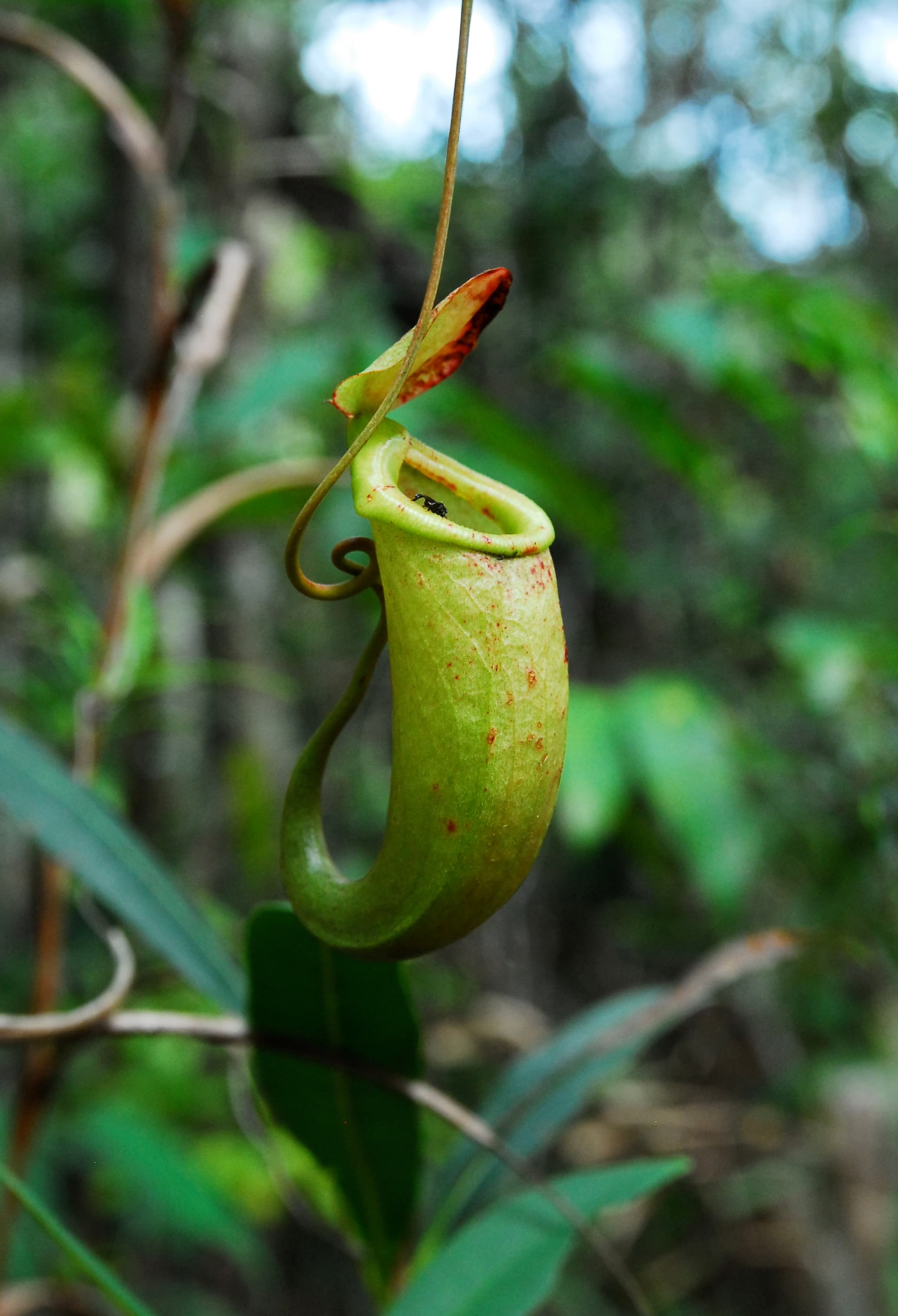Nepenthes bellii