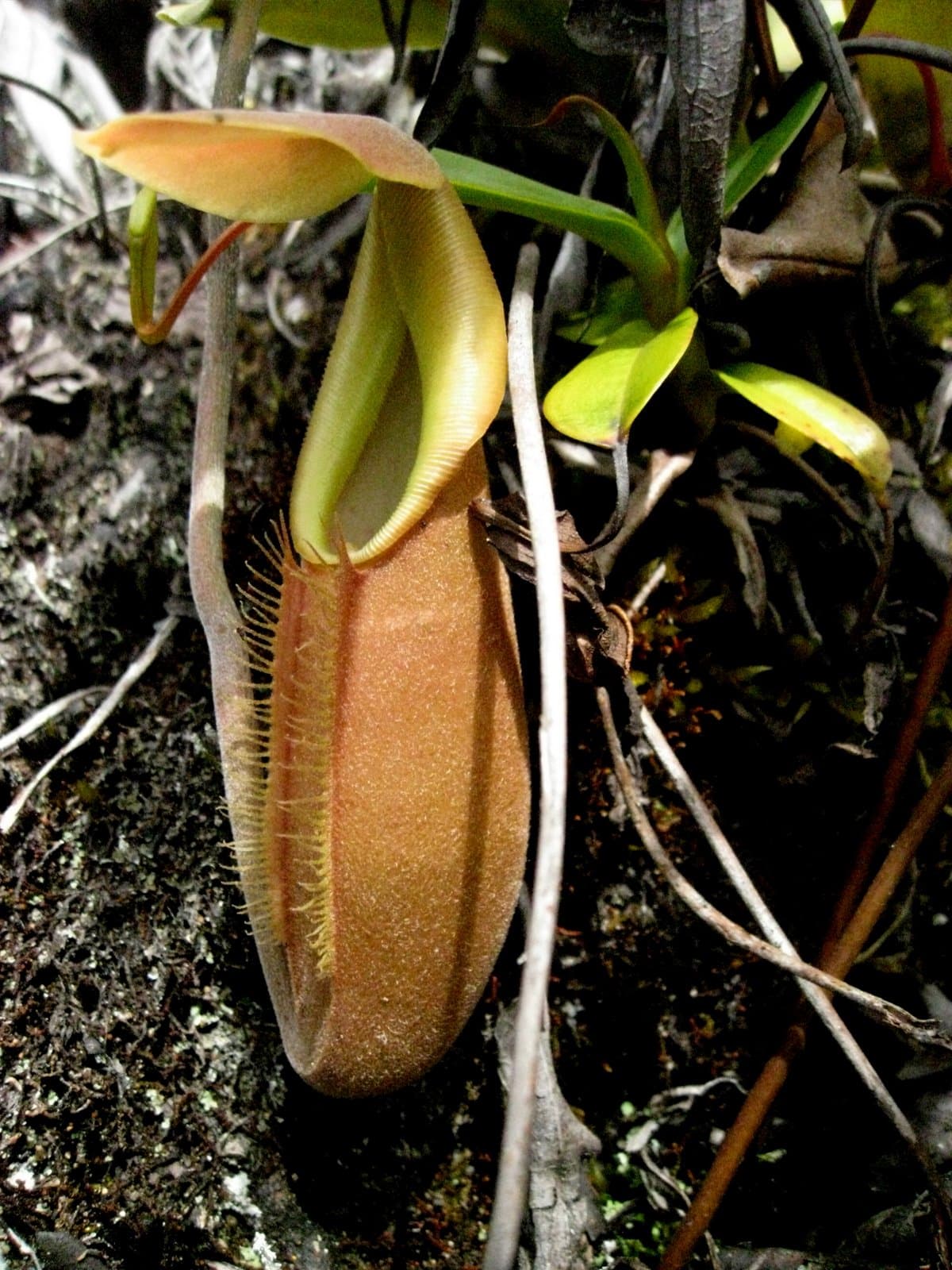 Nepenthes bongso
