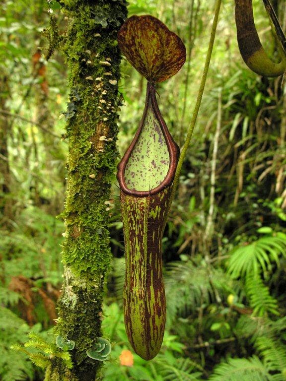 Nepenthes copelandii
