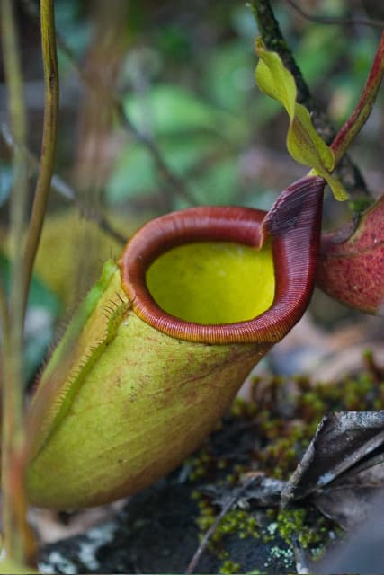 Nepenthes deaniana