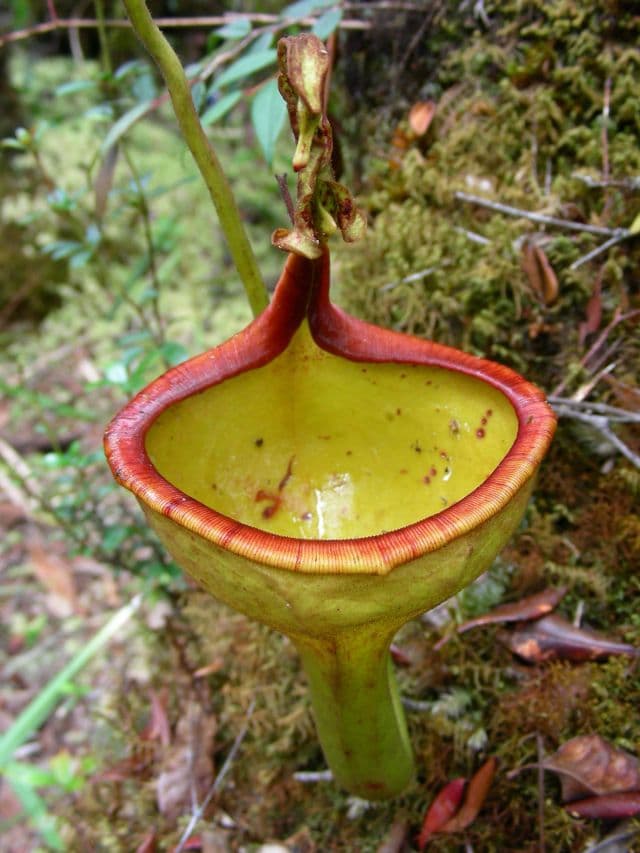 Nepenthes eymae