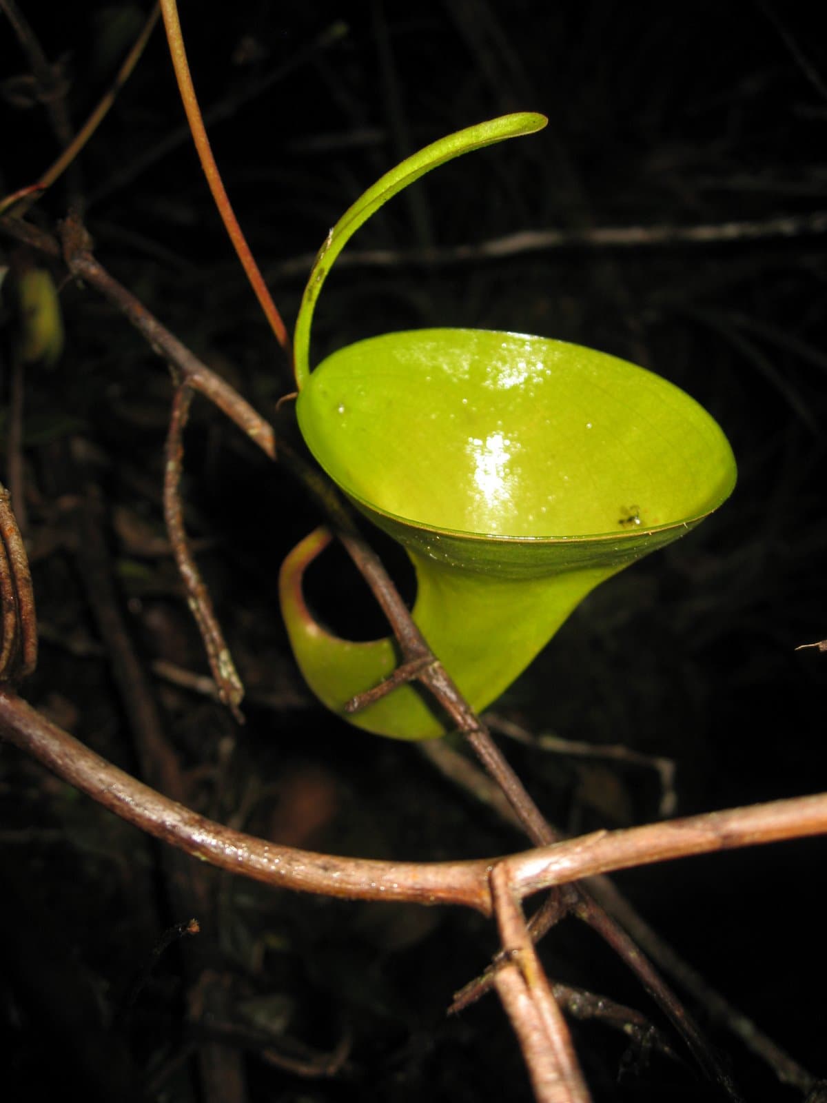 Nepenthes inermis