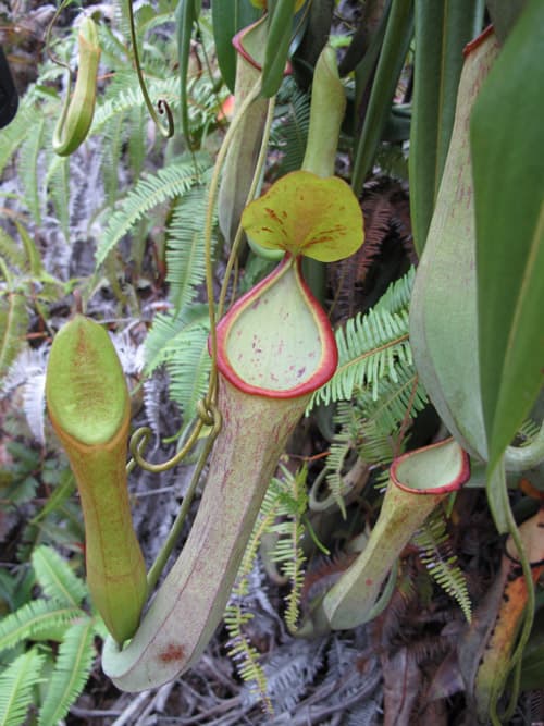 Nepenthes macrovulgaris