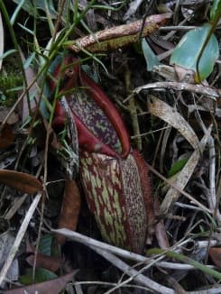 Nepenthes mapuluensis