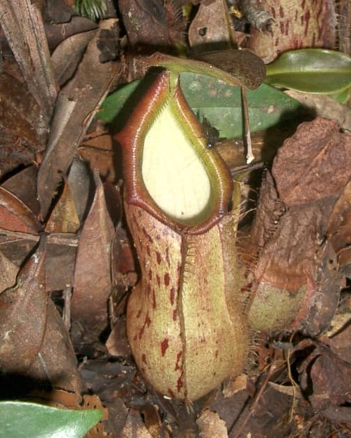 Nepenthes rhombicaulis