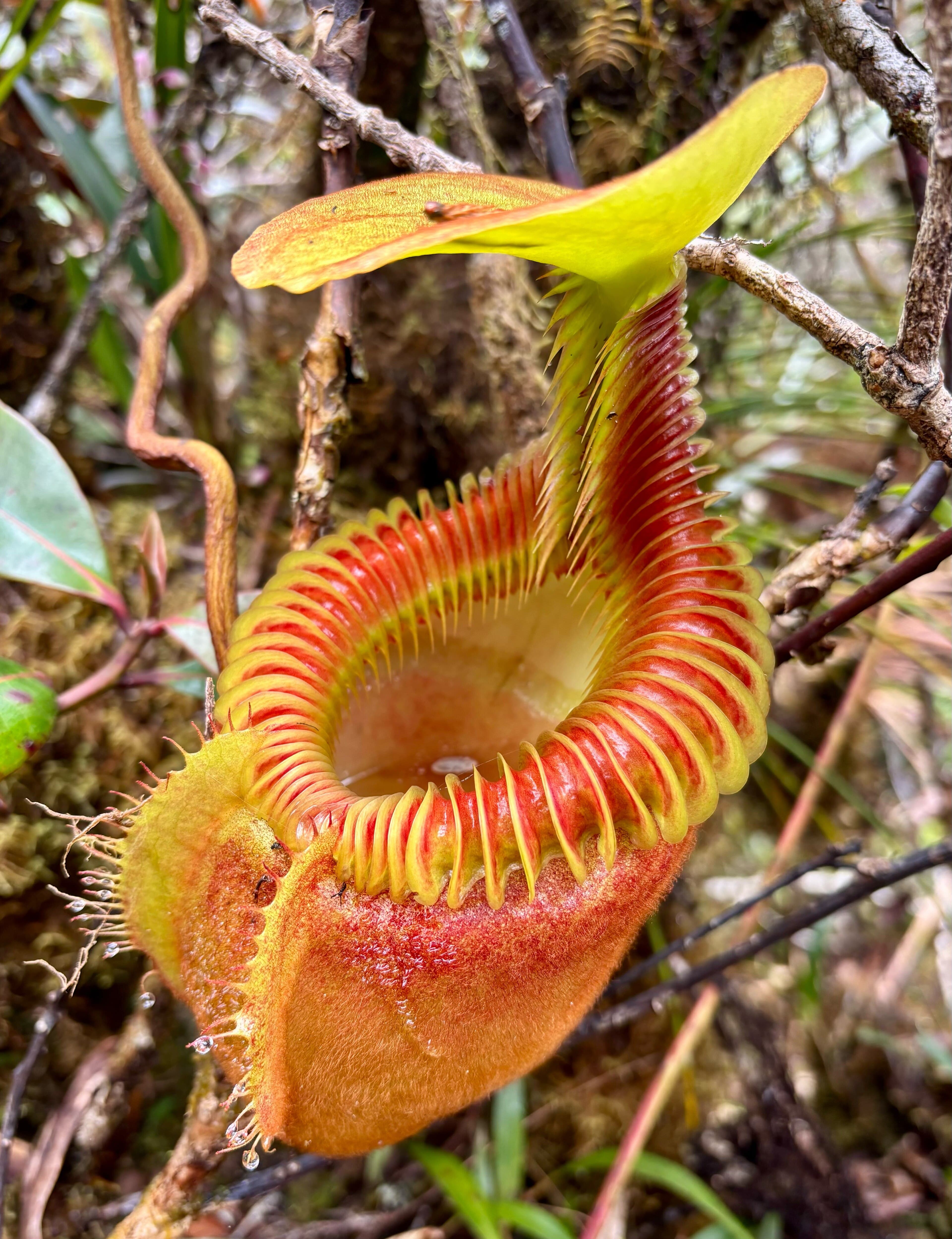 Nepenthes villosa